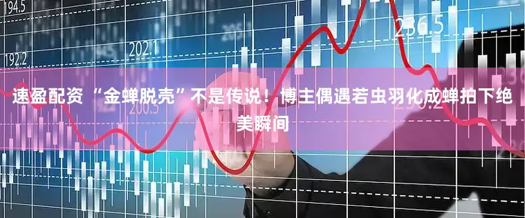 速盈配资 “金蝉脱壳”不是传说！博主偶遇若虫羽化成蝉拍下绝美瞬间
